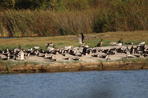 iNaturalist observation photo of Black Skimmer