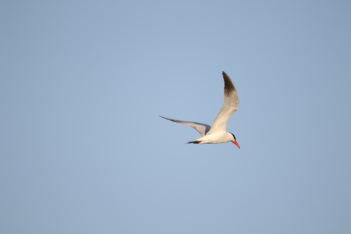 iNaturalist observation photo of Caspian Tern