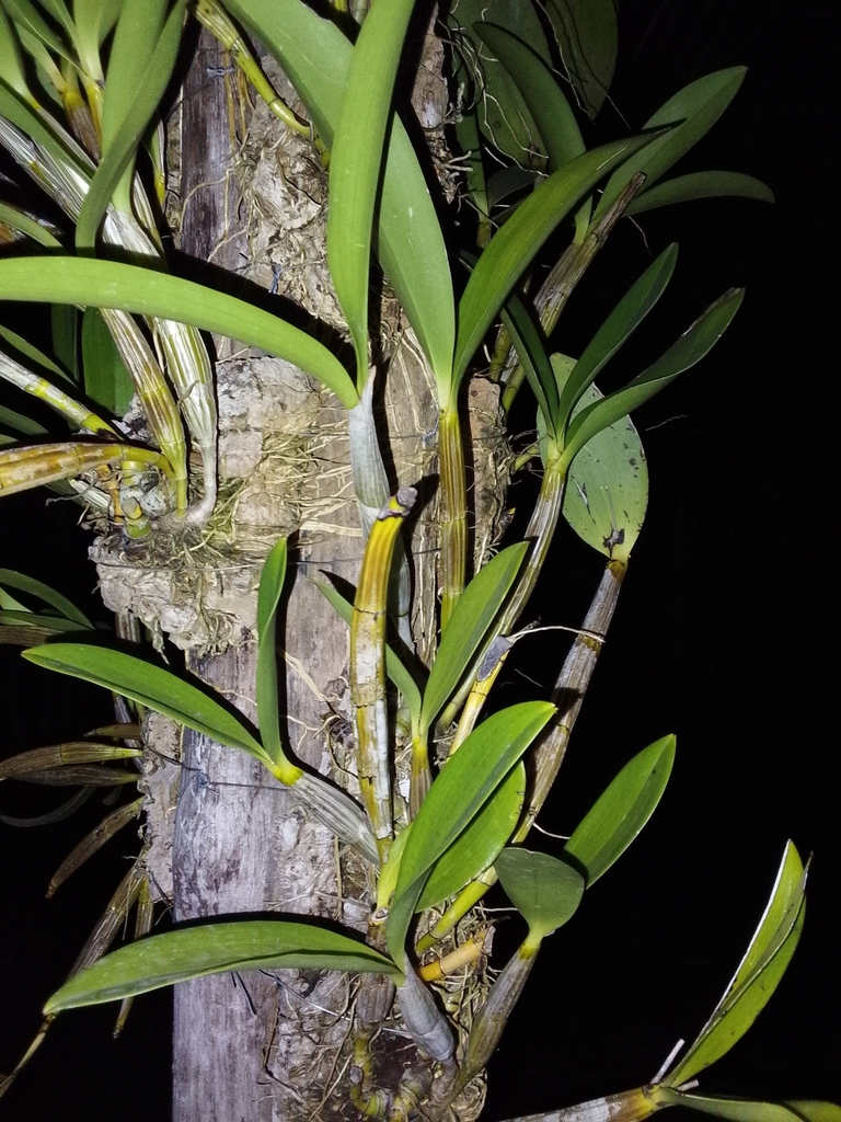 Dendrobium bifalce Lindl. 3