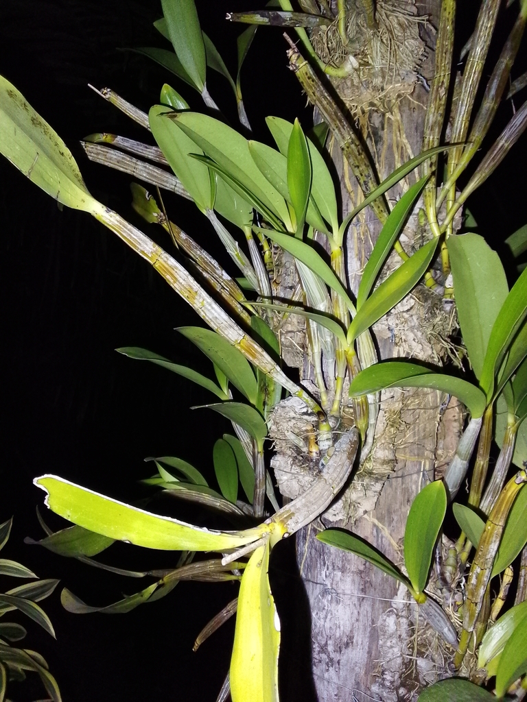 Dendrobium bifalce Lindl. 4
