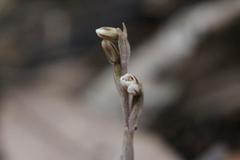 Danhatchia australis