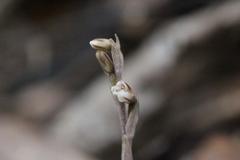 Danhatchia australis