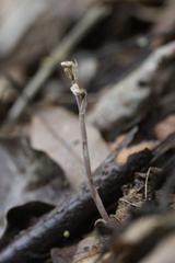 Danhatchia australis