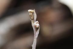 Danhatchia australis