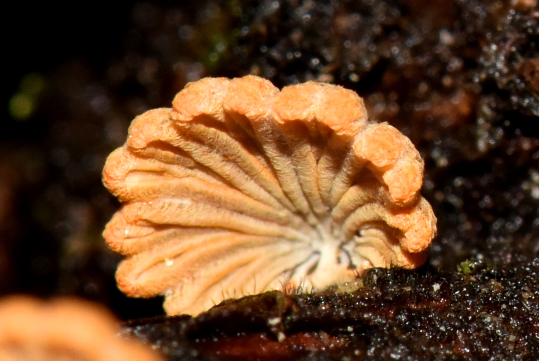 Schizophyllum umbrinum image