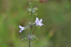 Salvia repens