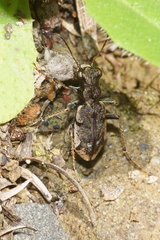 Neocicindela parryi