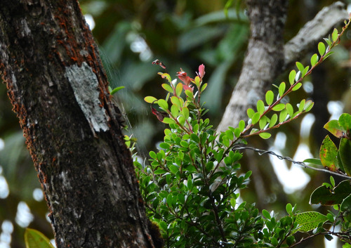 Vaccinium lucidum observed 2025-09-29