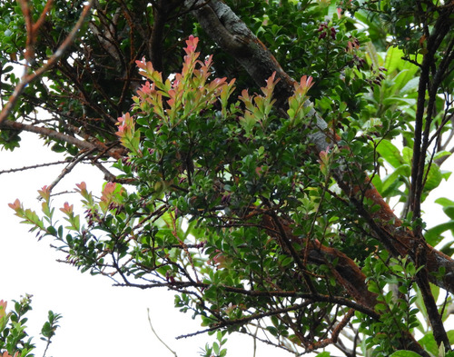 Vaccinium lucidum observed 2025-09-29