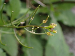 Rorippa dubia