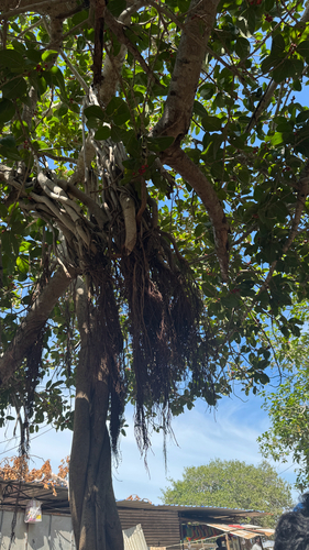 Indian banyan
