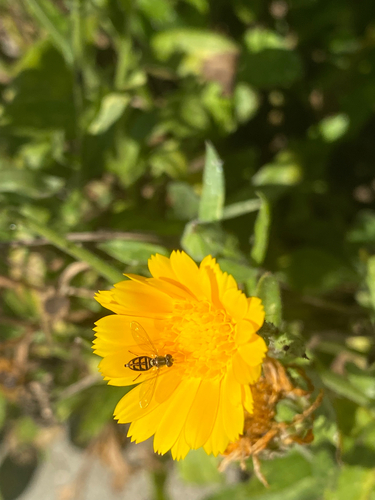 Unknown species found near E Alumni Ave, Kingston, RI, US