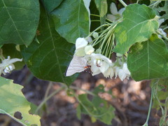 Funastrum pannosum