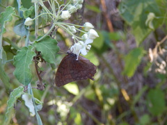 Funastrum pannosum