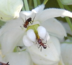 Funastrum pannosum