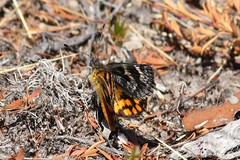 Synemon parthenoides