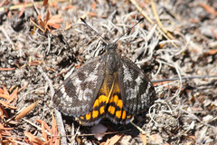 Synemon parthenoides