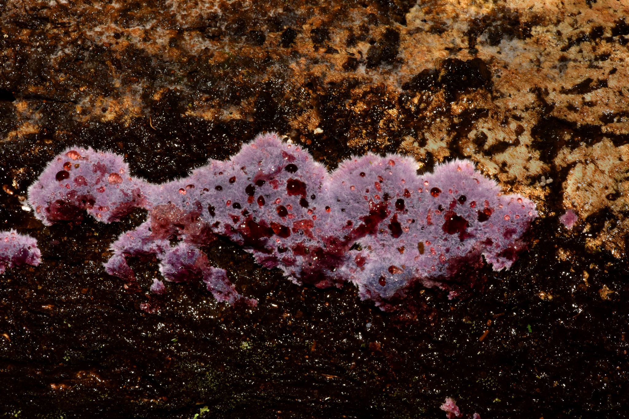 Hypochnella image