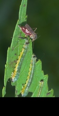 Psorophora