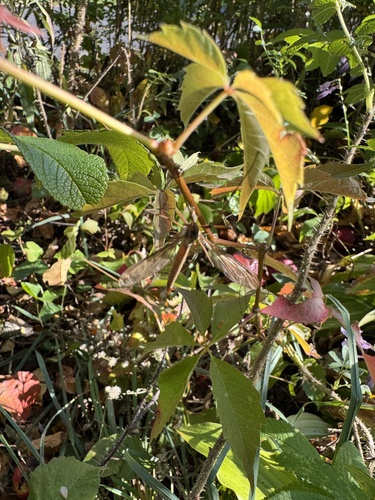 Unknown species found near South Burlington, VT, USA