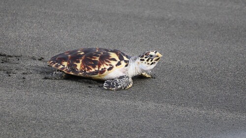 Hawksbill Sea Turtle