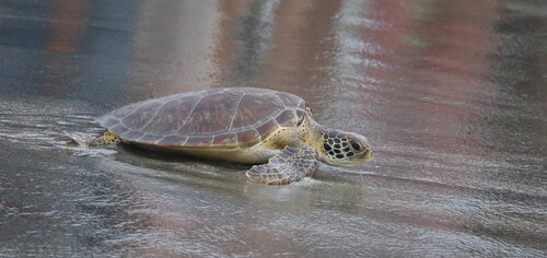 Green Sea Turtle