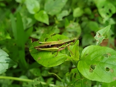 Spathosternum prasiniferum