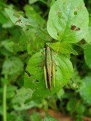Spathosternum prasiniferum