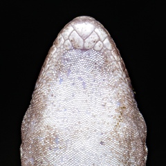 Andimeshk Half-Toed Gecko photo 3