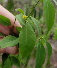 Bridelia leichhardtii