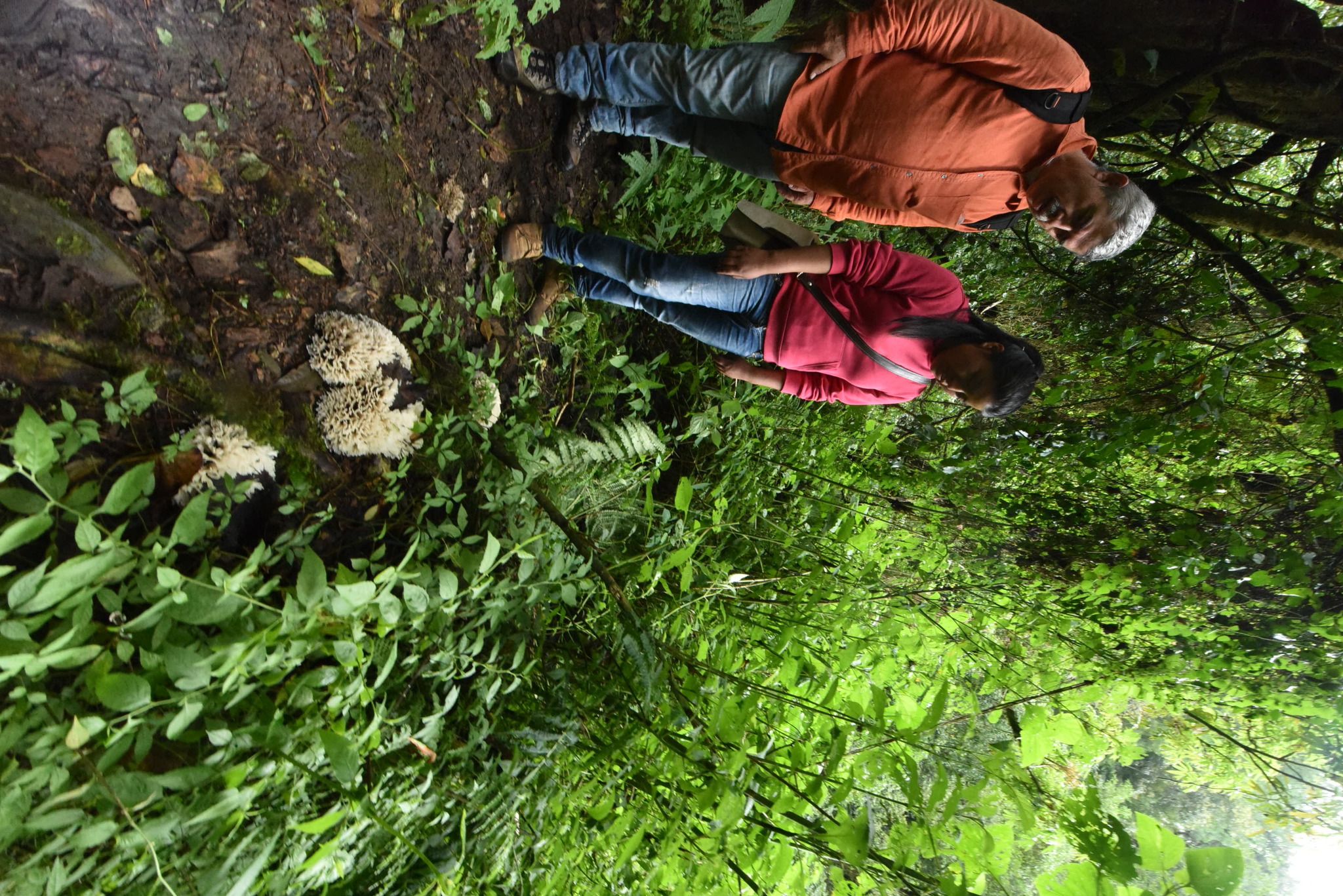 Hydnopolyporus palmatus image