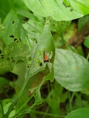 Tricyanaula aurantiaca