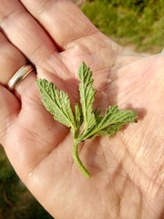 Verbena hispida