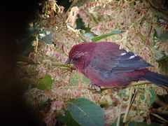 Carpodacus formosanus