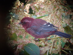 Carpodacus formosanus