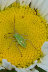 Closterotomus norwegicus