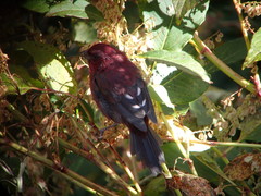 Carpodacus formosanus