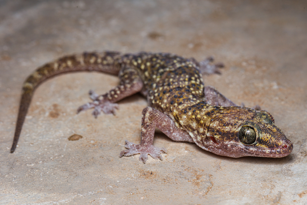 Andimeshk Half-Toed Gecko