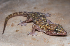 Andimeshk Half-Toed Gecko photo 1