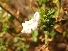 (c) Rolf A. Engelmann, some rights reserved (CC BY) Stachys glutinosa, photograph (c) Rolf A. Engelmann, some rights reserved (CC BY)