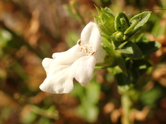 (c) Rolf A. Engelmann, some rights reserved (CC BY) Stachys glutinosa, photograph (c) Rolf A. Engelmann, some rights reserved (CC BY)