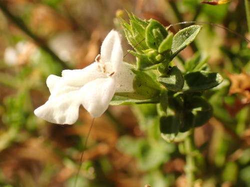 Stachys glutinosa, photograph 6