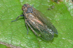 Zeoliarus oppositus