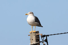 Larus michahellis atlantis
