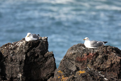 Larus michahellis atlantis