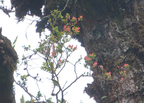 Vaccinium lucidum observed 2025-09-29