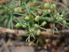 Cyclospermum