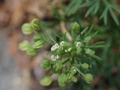 Cyclospermum