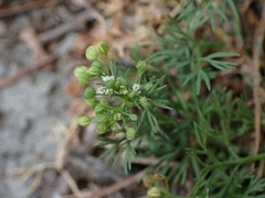 Cyclospermum