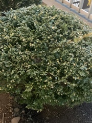 Buxus sempervirens